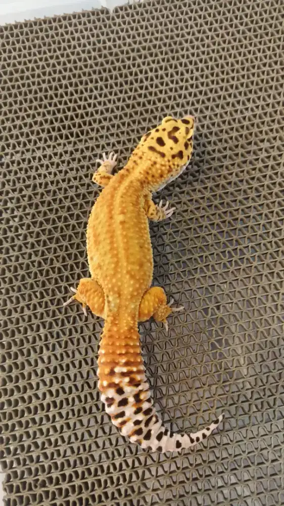 Gecko Jumbo Bagus
