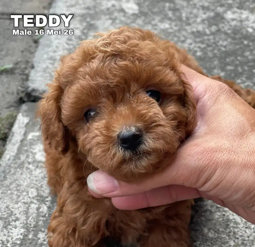 Poodle toy red jantan •TEDDY•