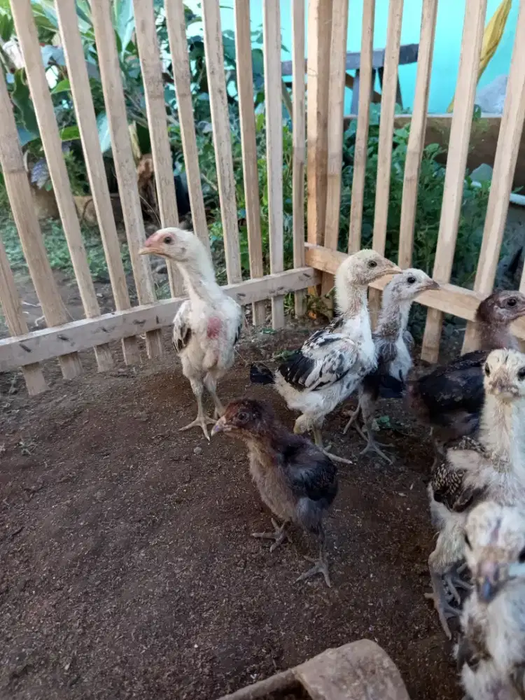 Anakan Ayam aduan jenis Birma
