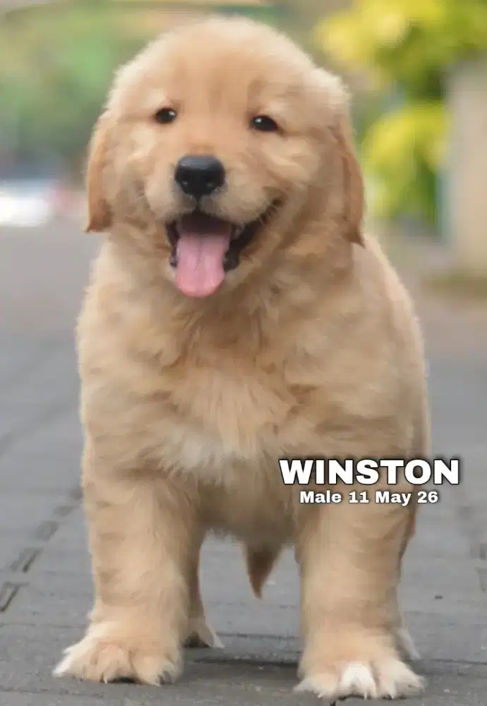 Golden retriever jantan •WINSTON•