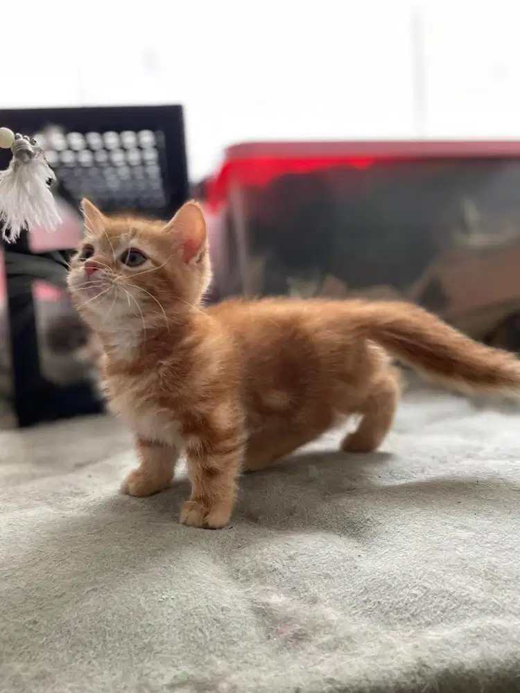 Munchkin British Short Hair Kitten Kucing