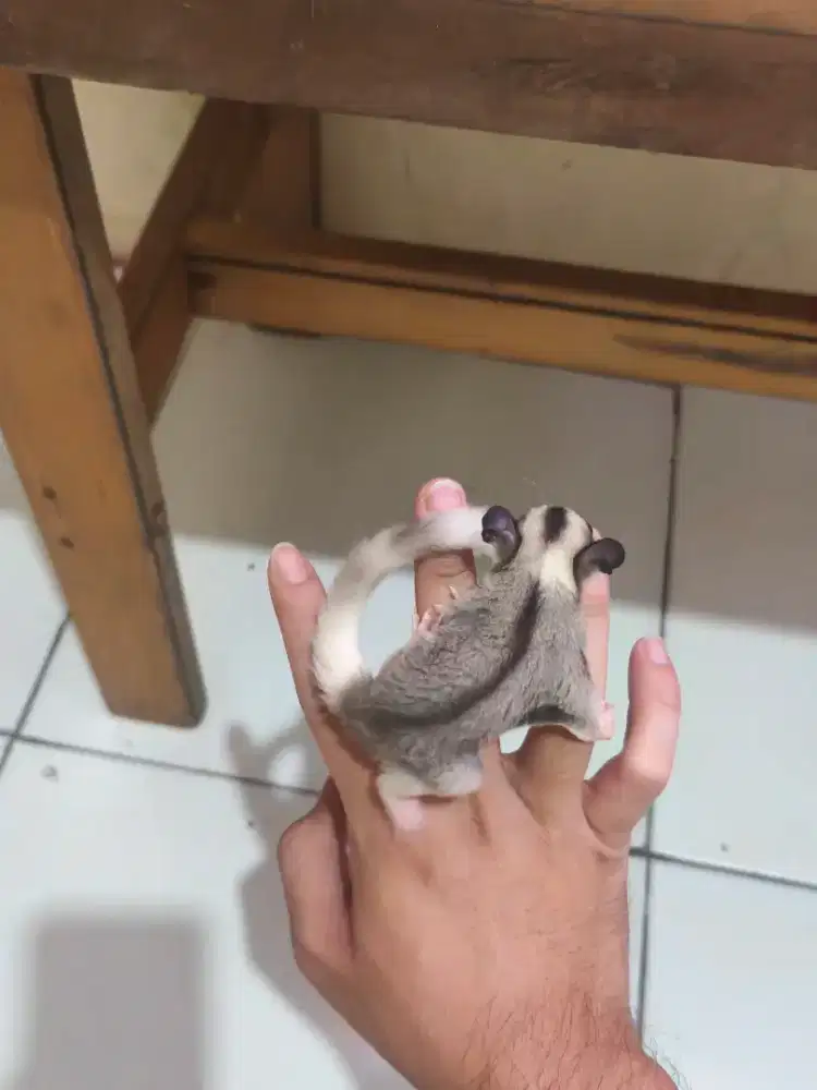 Sugar glider joey betina