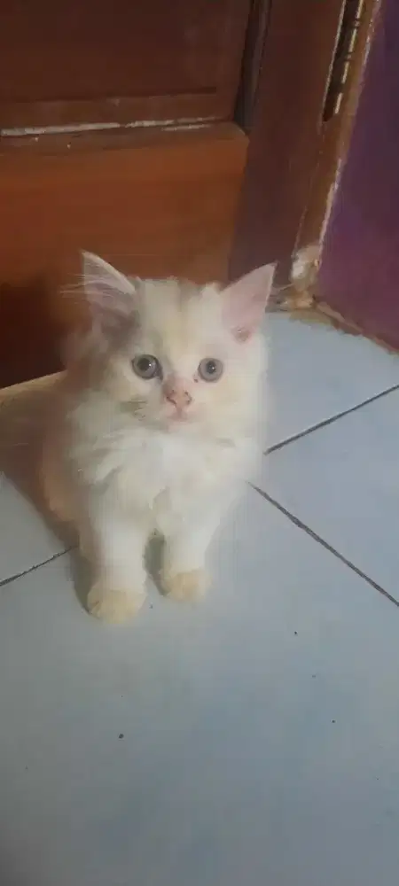 Jual kucing persia
