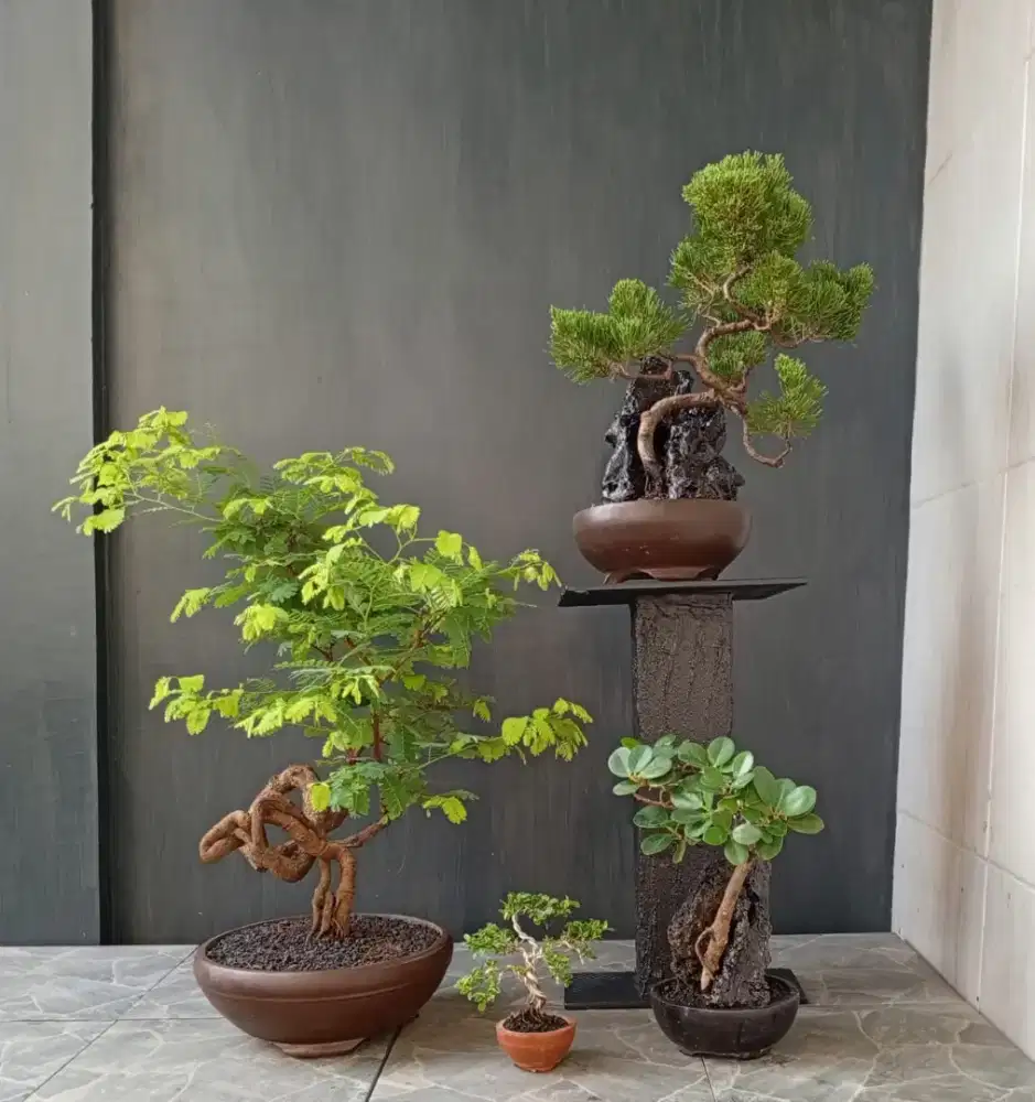 Mini bonsai antik siap pajang
