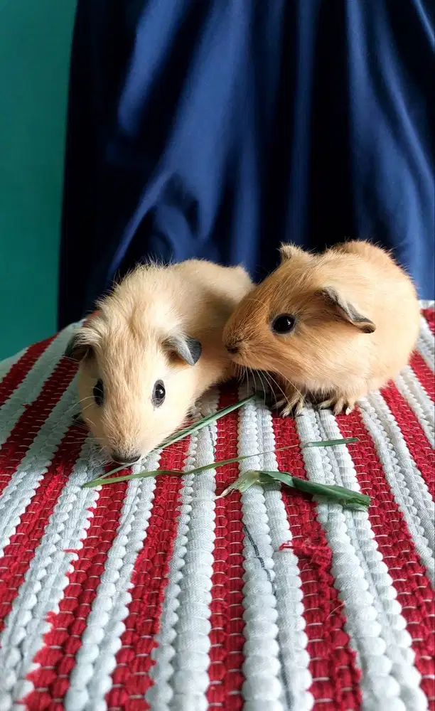 Marmut/Guineapigs california white