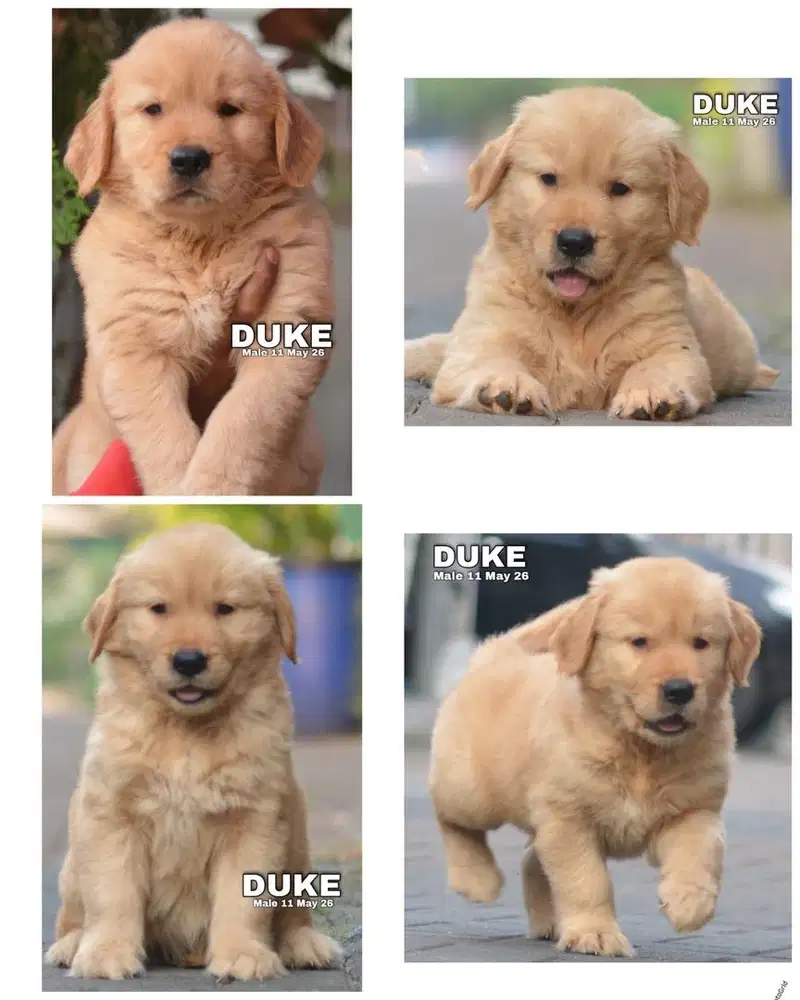Golden retriever puppy stambum