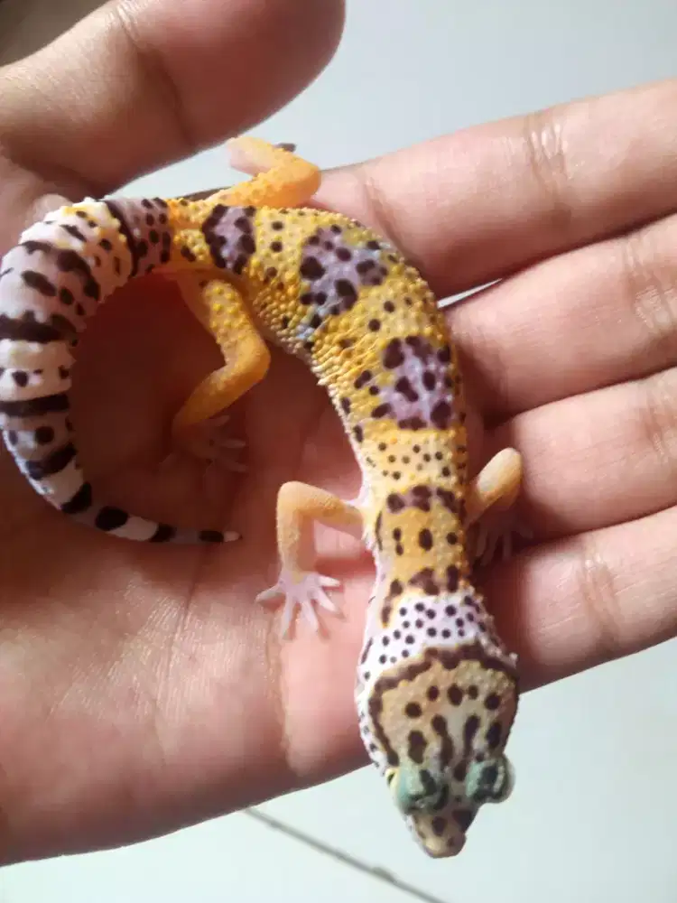 Gecko macksnow unsex female