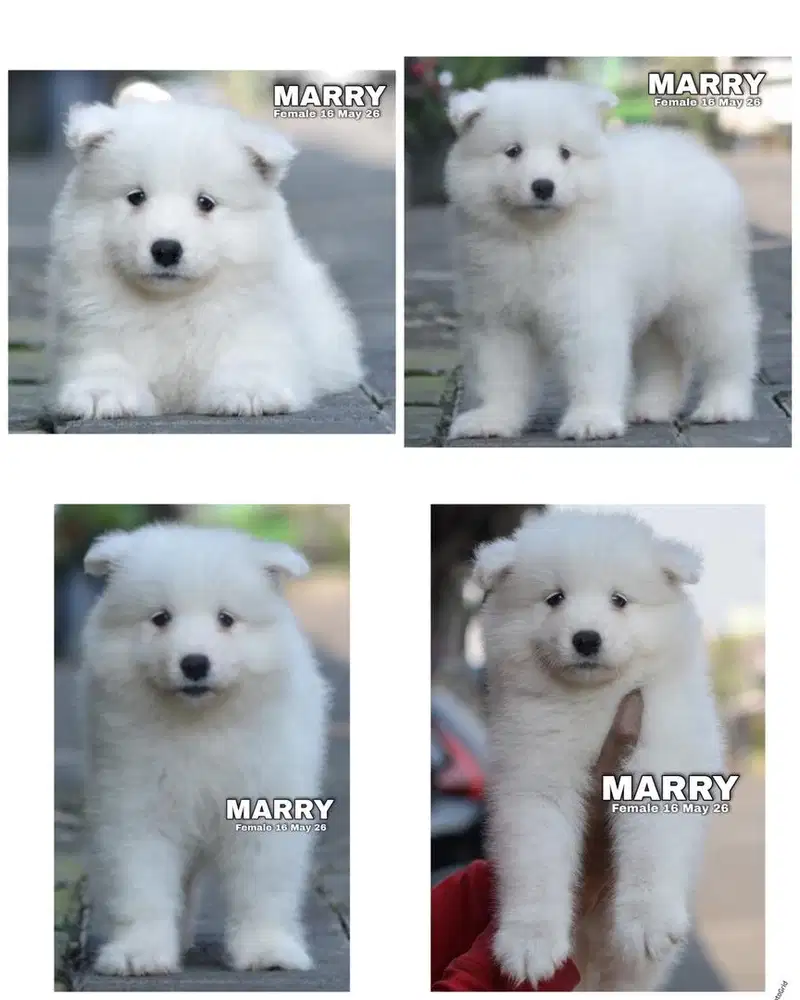 Samoyed puppy stambum