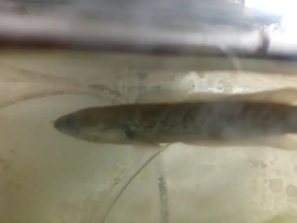 Chana stewarti size delapan senti