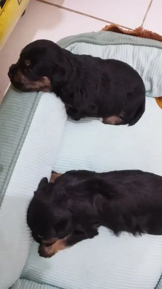 anjing schnauzer