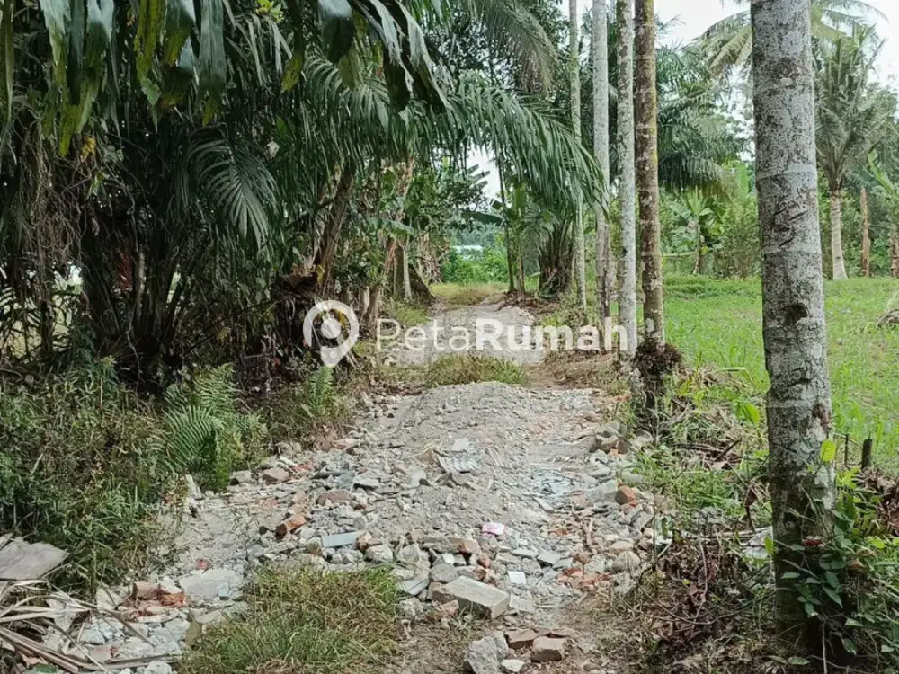 DIJUAL TANAH DENGAN POHON SAWIT DI JALAN BESAR TANJUNG ANOM MEDAN TUNTUNGAN (HANNY)