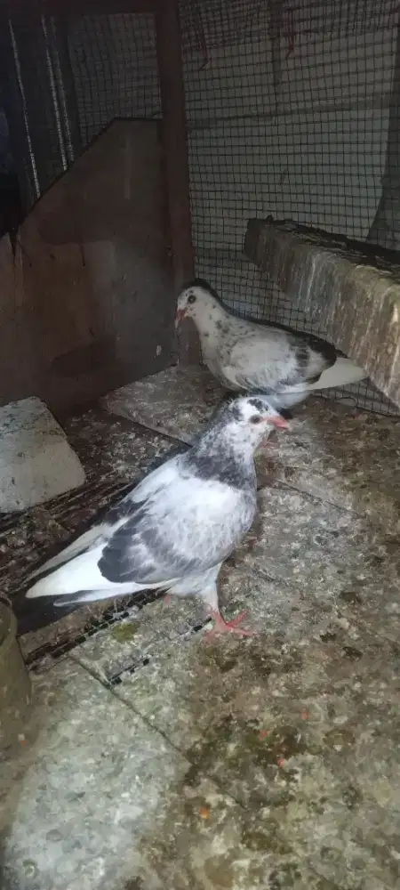 Burung dara murah habis