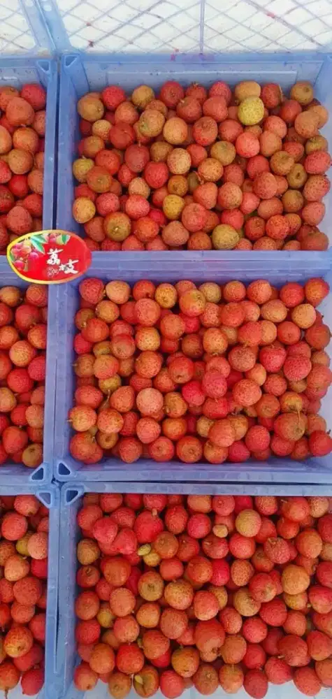Buah Leci segar