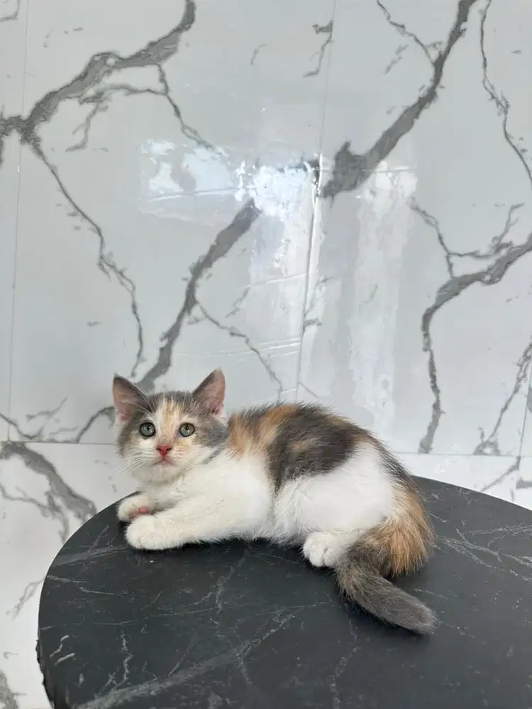 Kucing bsh dilute