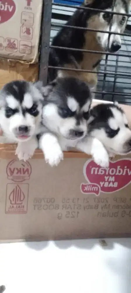 SIBERIAN HUSKY PUPPY