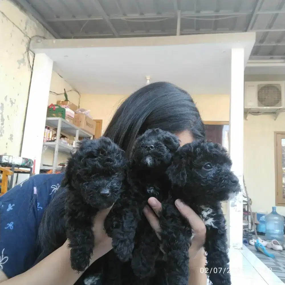 Tiny poodle black