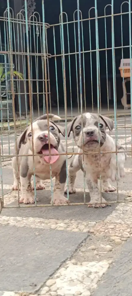 AMERICAN BULLY PUPPY