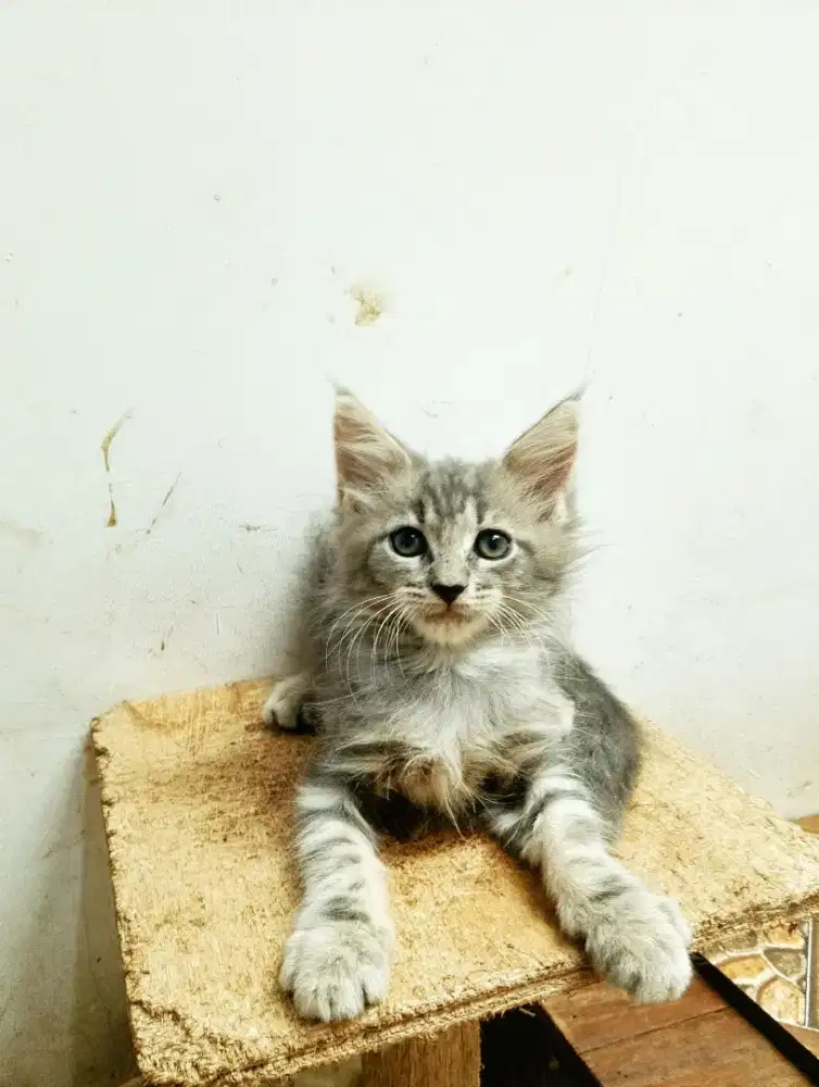 Kitten MaineCoon Jantan Pure No mix. Induk Ped CFA Maine Coon