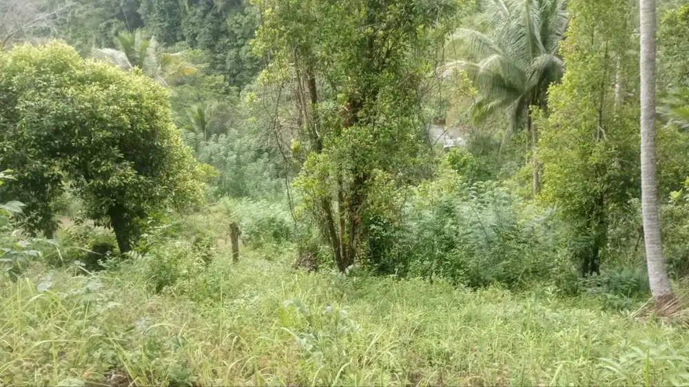 Jual cepat, kebun di munte, pinggir jalan trans sulawesi