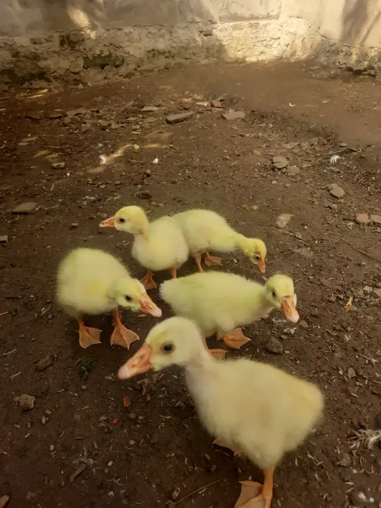 Anak soang putih polos