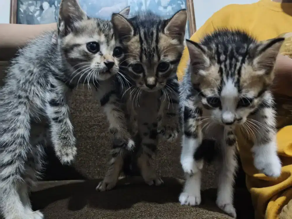 Open Adopt Anakan Kucing