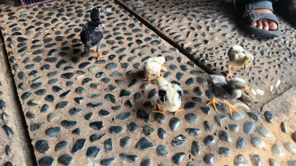 Anakan Ayam Shamo 5 ekor