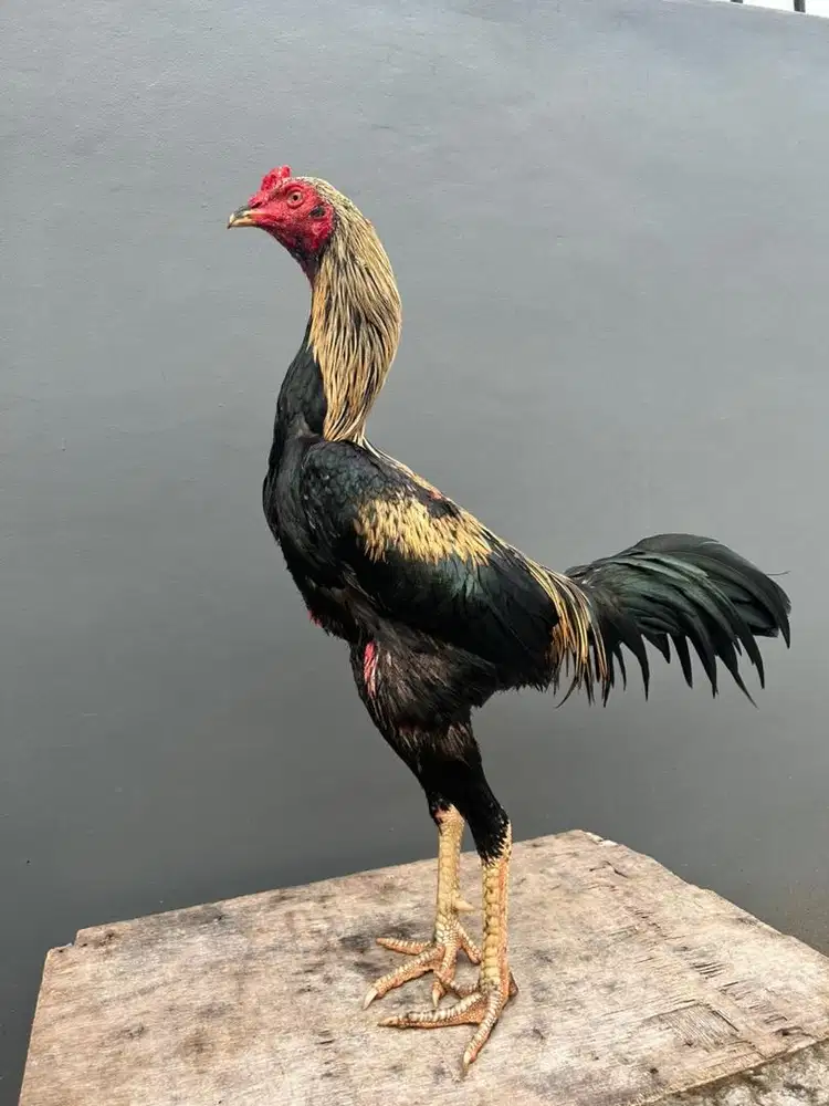 Ayam bangkok klasik