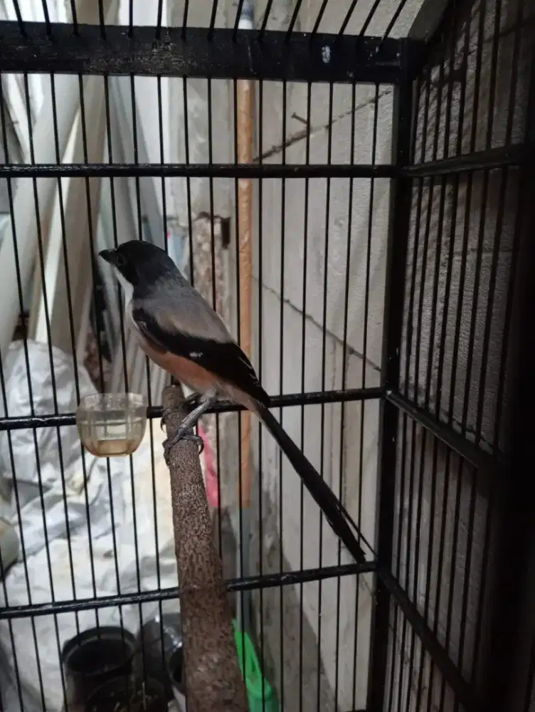 BURUNG CENDET ASLI MADURA