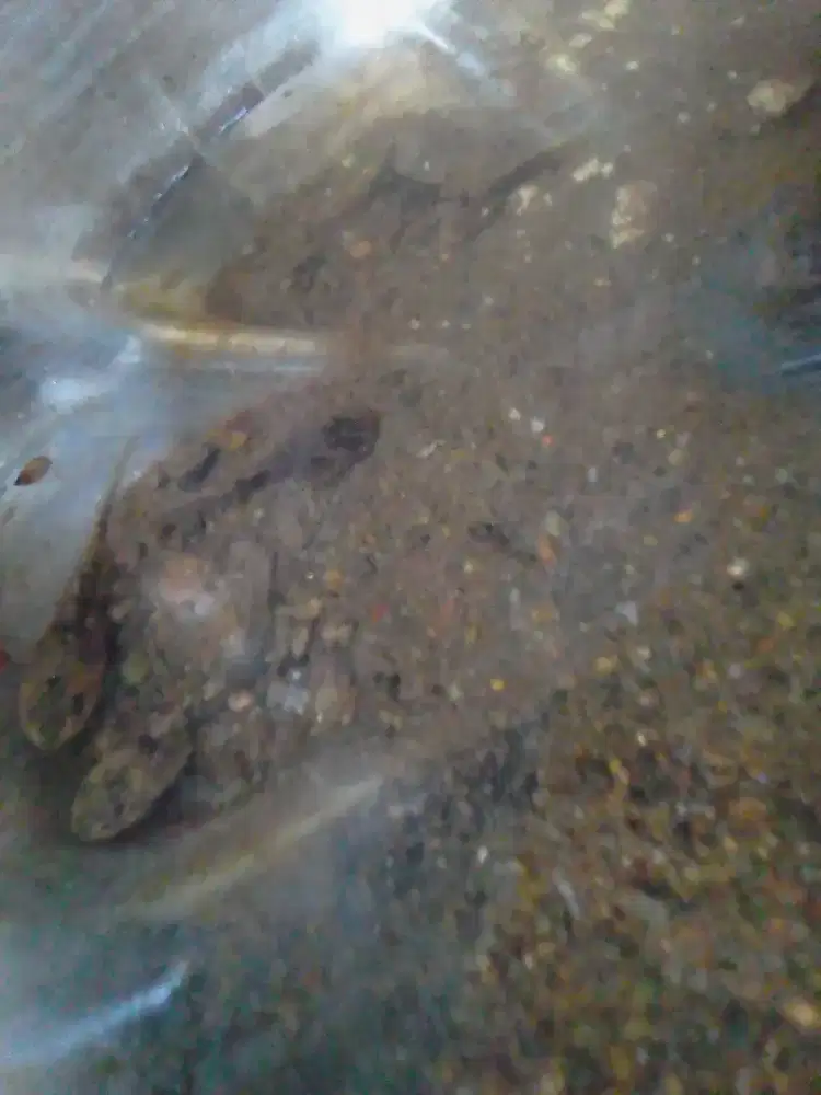 Kecebong Katak Hitam