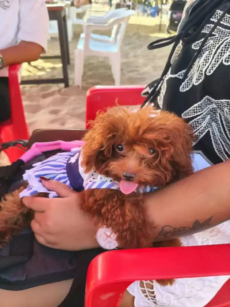 Lepas Adopt Tiny Poodle Betina 5bulan