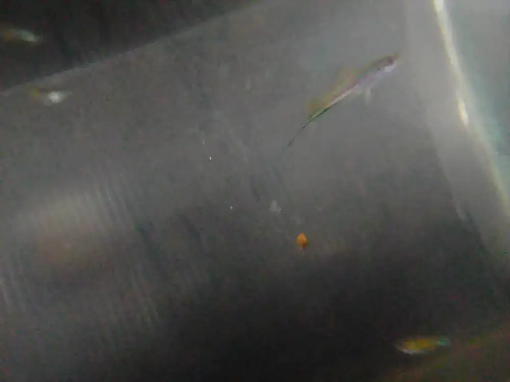 ikan curus / ikan pedang