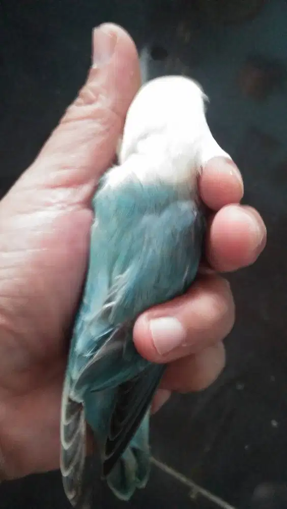 Burung loveBird Remaja