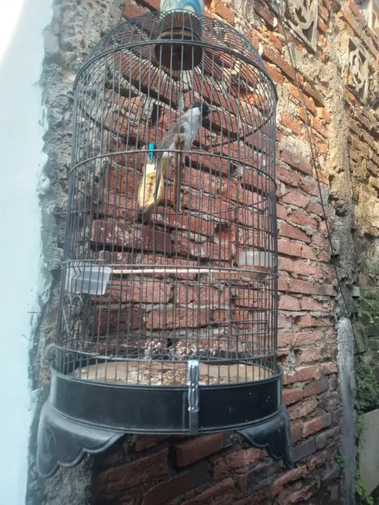 Burung kutilang jinak satu set