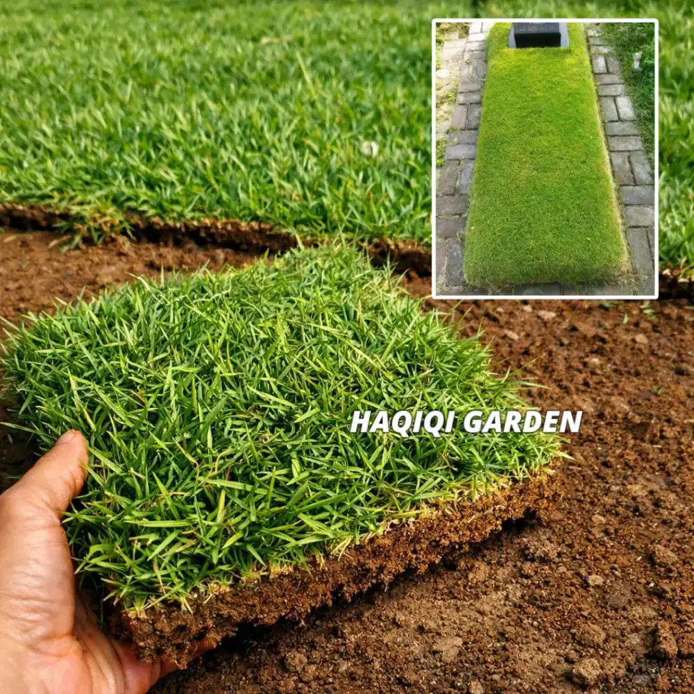 Rumput Jepang Untuk Makam & Halaman