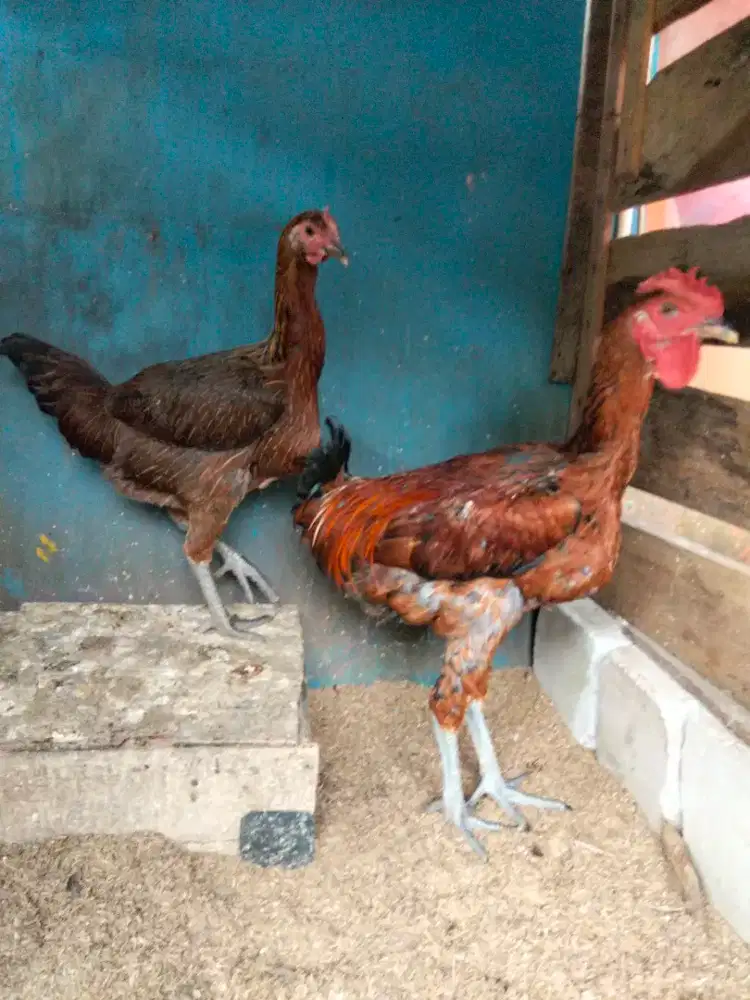 Ayam Pelung Jumbo Muda,sepasang