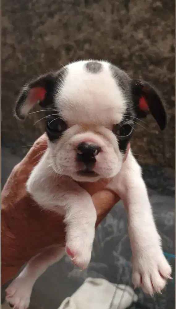 French bulldog. Stambum vaksin