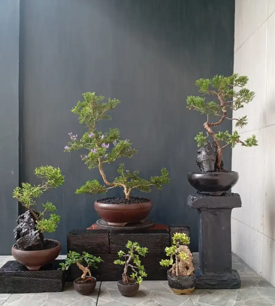 6 pot bonsai hias siap pajang
