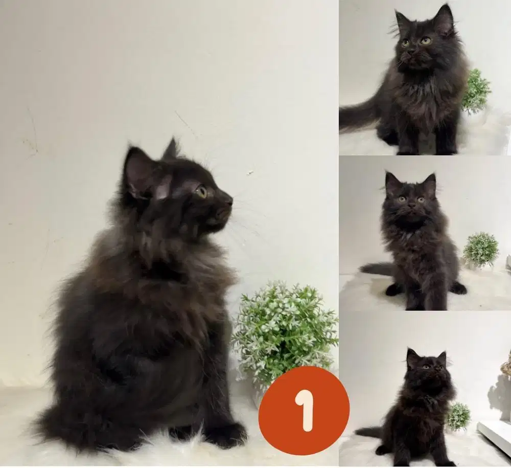 Kucing Persia / Kitten persia
