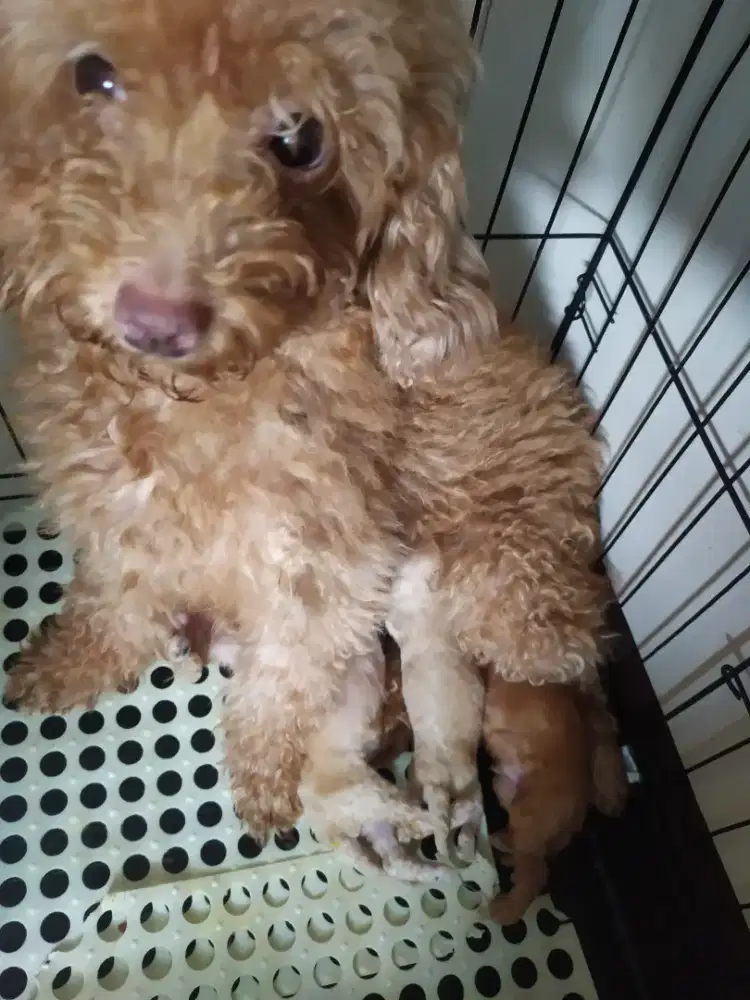 Anakan poodle  kosongan