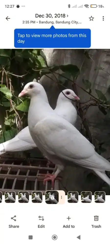 Merpati putih untuk selametan, wedding, mantenan