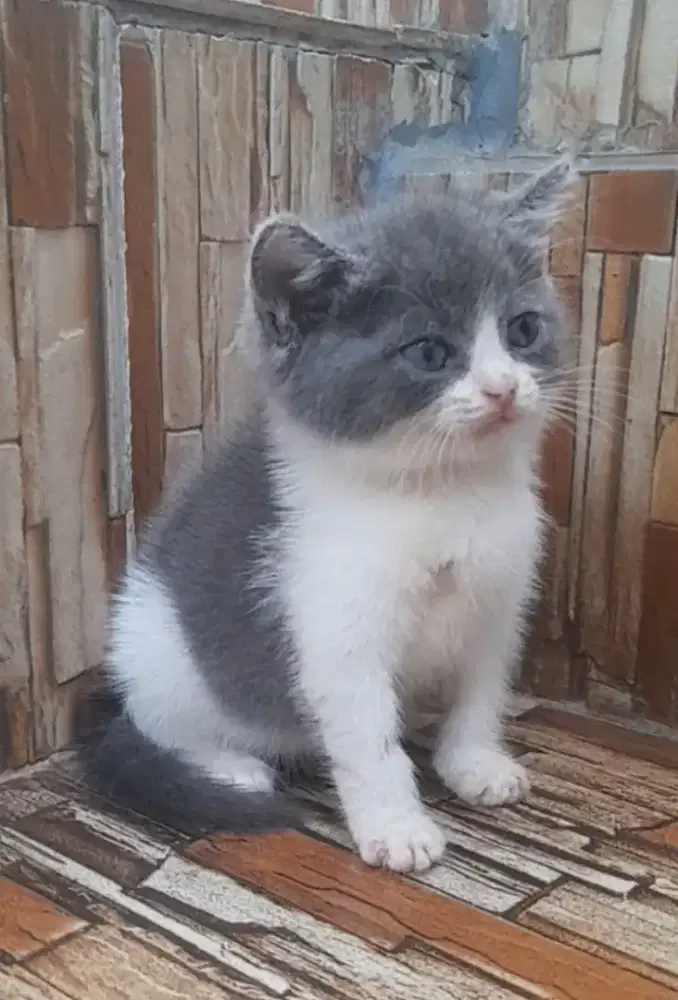 Kitten British shorthair