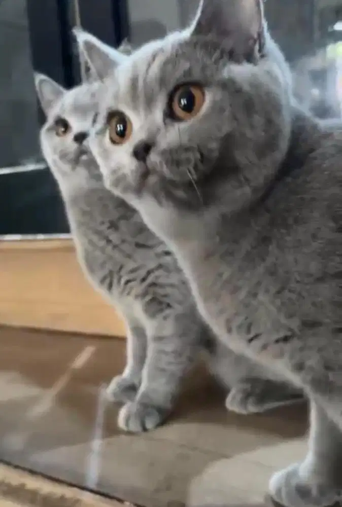 Kucing bsh british shorthair british short hair PED