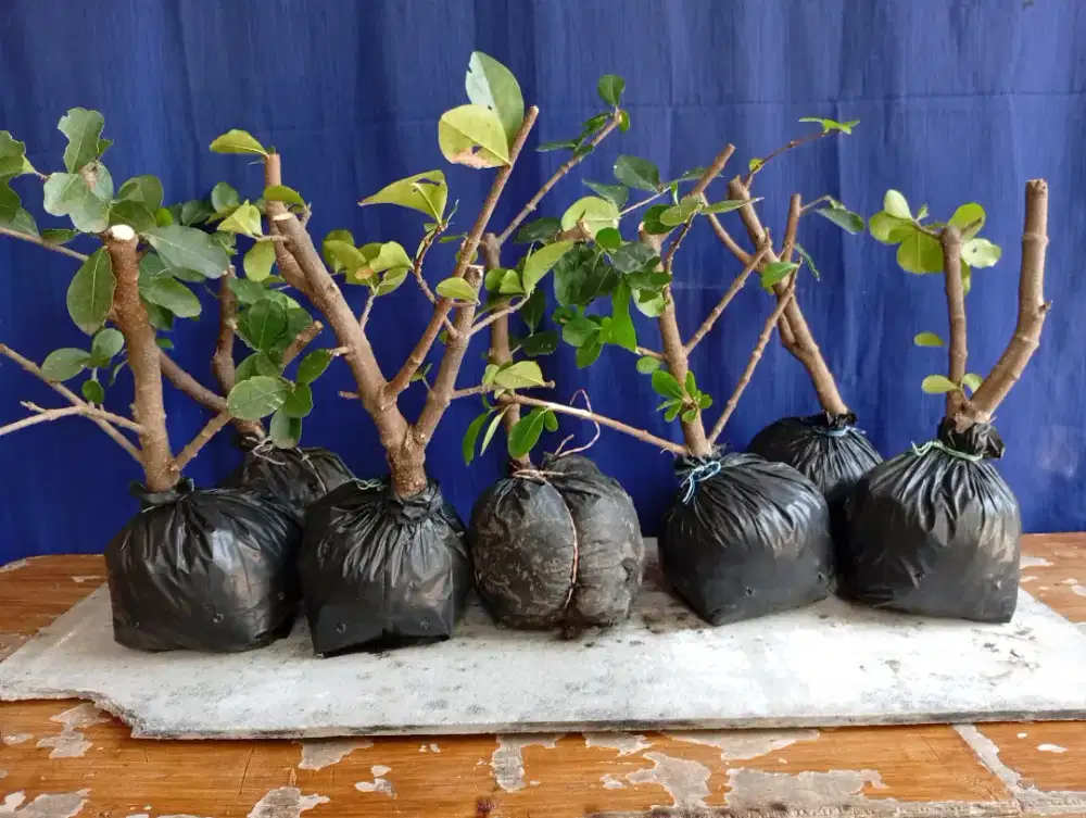 Bahan bonsai cangkokan sianci