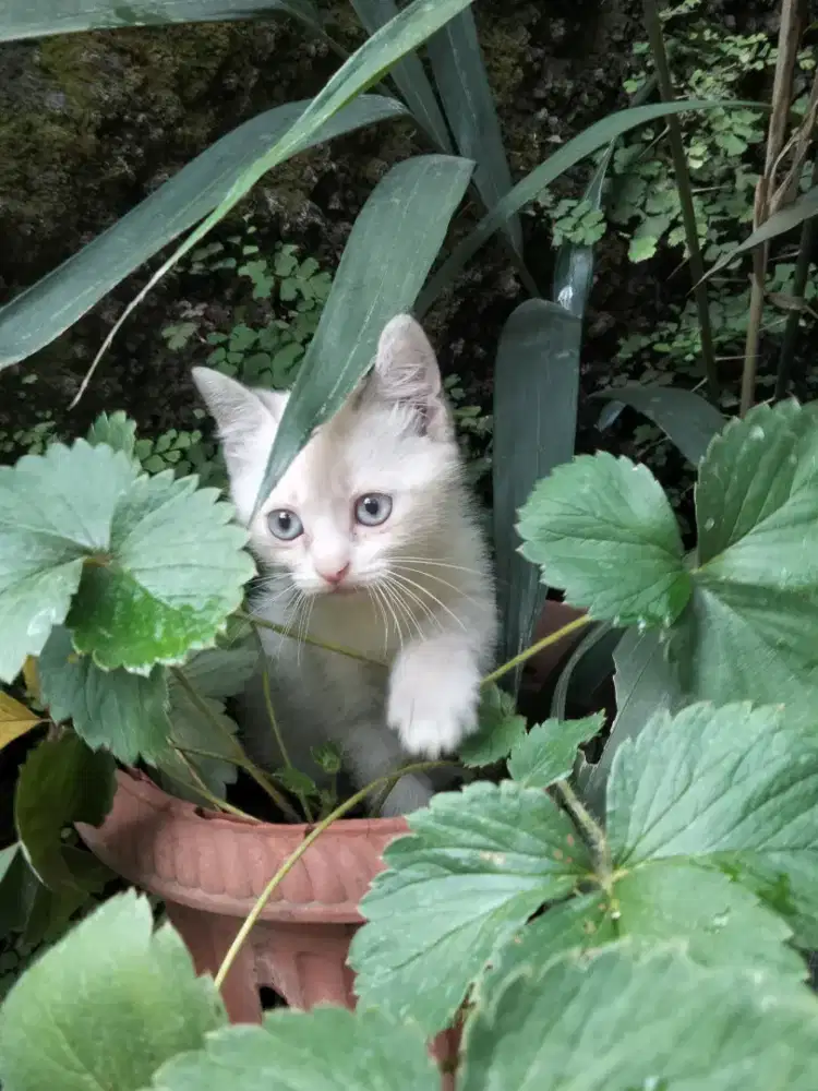 kitten lucunyaa