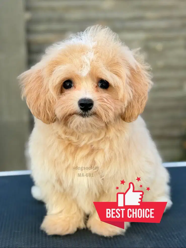 Maltipoo Mini Ukuran Kecil, Wajah Boneka, Siap Adopt