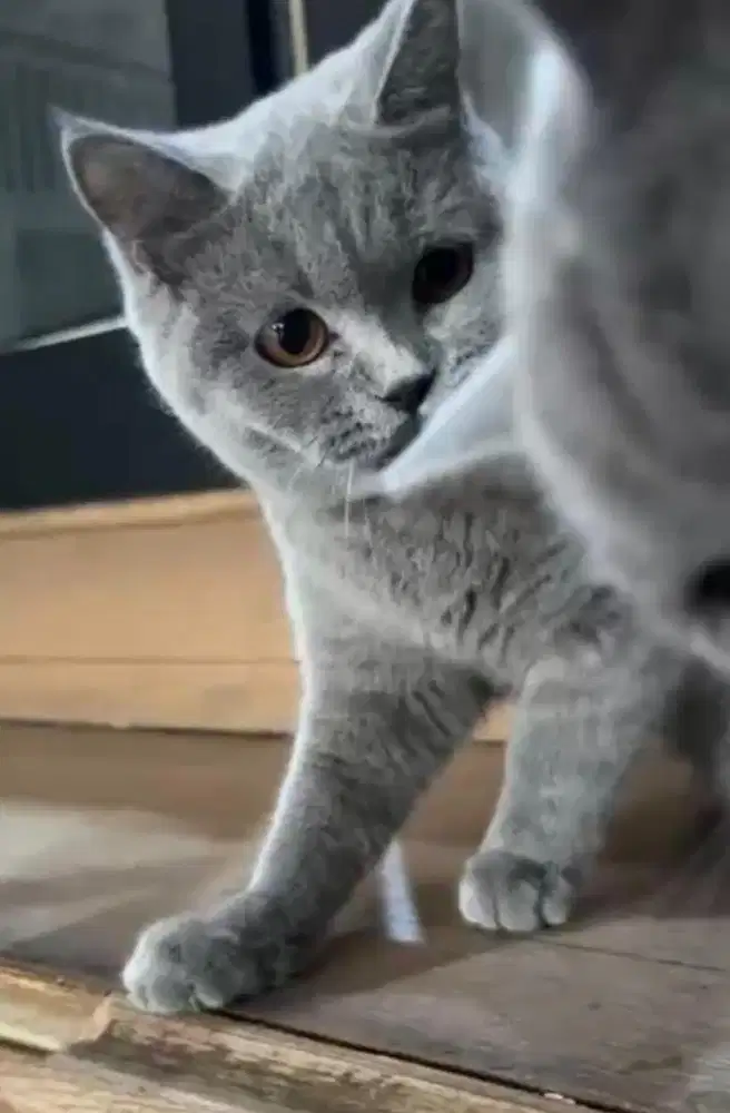 Kucing british shorthair bsh PED british short hair