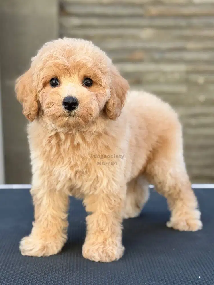 Poodle Mini Premium, Wajah Boneka dan Bulu Tebal