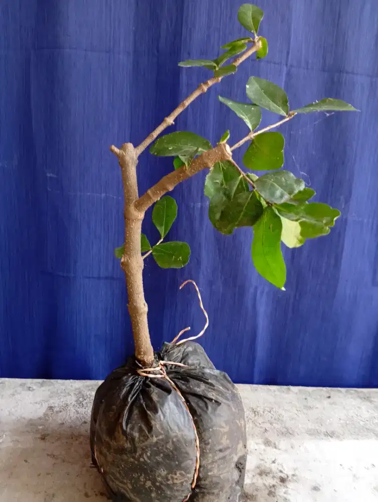Cangkokan sianci kecut - bahan bonsai