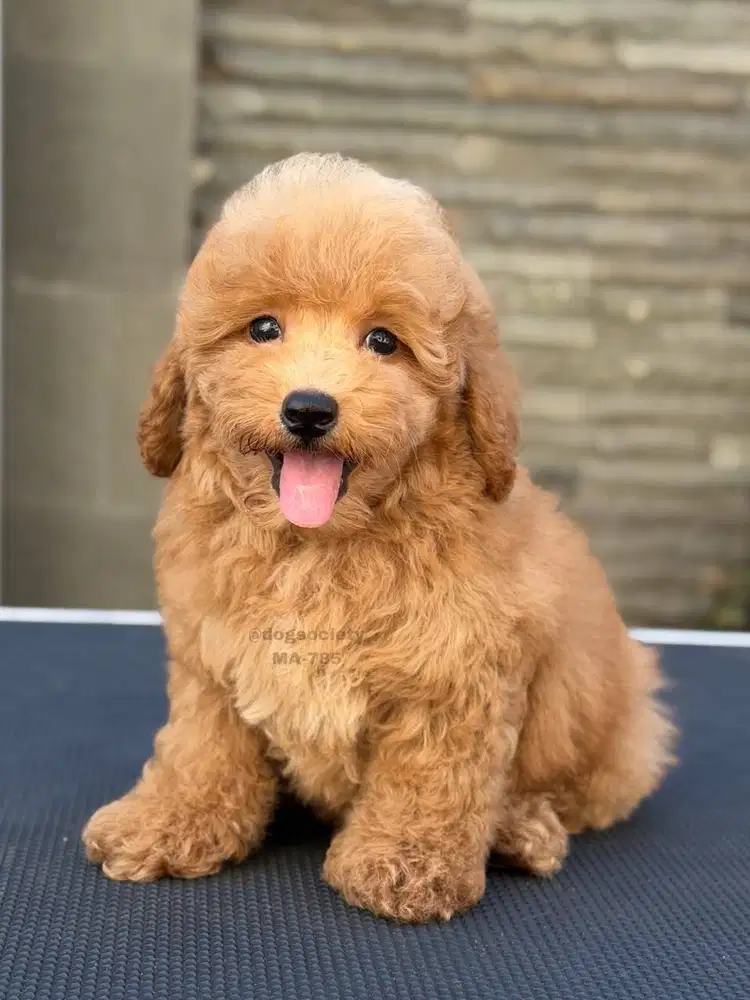 Poodle Puppy Import Quality, Smart dan Menggemaskan