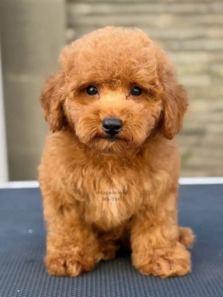 Poodle Red Baby Face, Siap Jadi Sahabat Baru